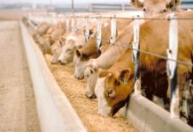 Devlet Desteği ile Çiftlik Kurmak İster misiniz ? Devlet desteği ile çiftlik kurmak