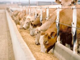 Devlet Desteği ile Çiftlik Kurmak İster misiniz ? Devlet desteği ile çiftlik kurmak