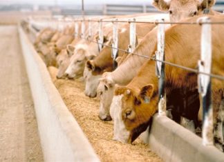 Devlet Desteği ile Çiftlik Kurmak İster misiniz ? Devlet desteği ile çiftlik kurmak