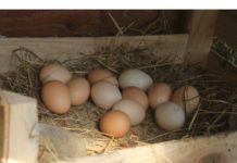 Doğal Köy Yumurtası ve Köy Peyniri Satmak koy yumurtası satarak para kazanmak