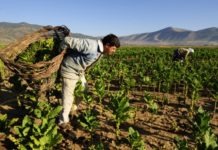 Kırsal Kalkınma Programı ( IPARD ) Destekleri kalkınma ajansindan hibe nasil alinir