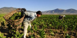 Kırsal Kalkınma Programı ( IPARD ) Destekleri kalkınma ajansindan hibe nasil alinir