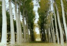 KAVAK AĞACI YETİŞTİRİCİLİĞİ VE HIZLI BÜYÜYEN AĞAÇLARI SATMAK Ağaç dikerek satmak