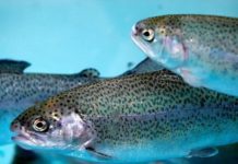 ALABALIK ÇİFTLİĞİ KURMAK Balık çiftliği kurma