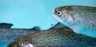 ALABALIK ÇİFTLİĞİ KURMAK Balık çiftliği kurma