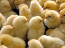 Tavuk Çiftliği Kurarak Zengin Olmak