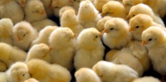 Tavuk Çiftliği Kurarak Zengin Olmak