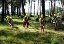 Toplum Yararına Program Başvuru ve Şartları Typ orman işçisi olma