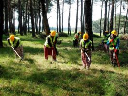 Toplum Yararına Program Başvuru ve Şartları Typ orman işçisi olma