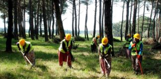 Toplum Yararına Program Başvuru ve Şartları Typ orman işçisi olma