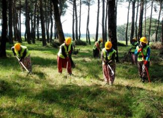 Toplum Yararına Program Başvuru ve Şartları (2026) Typ orman işçisi olma