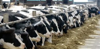 100 Büyük Başlık Çiftliğin Kurulum Maliyeti buyuk bas ciftlik maliyeti