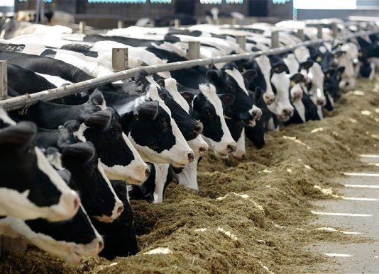 100 Büyük Başlık Süt Çiftliği Kurulum Maliyeti 2025 buyuk bas ciftlik maliyeti