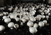 Kültür Mantarı Yetiştiriciliği Nasıl Yapılır? Mantar yetiştiriciliği iş fikri