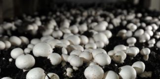 Kültür Mantarı Yetiştiriciliği Nasıl Yapılır? Mantar yetiştiriciliği iş fikri