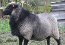 Romanow Koyun Yetiştiriciliği | 100 Koyunluk Çiftlik Maliyeti Romanov koyun yetiştirme iş fikri