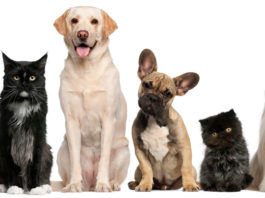 Evcil Hayvan Üretimi Yaparak Paza Kazanın Evcil hayvan satma iş fikri