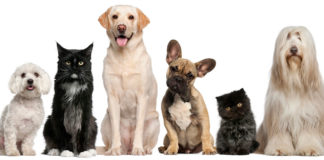 Evcil Hayvan Üretimi Yaparak Paza Kazanın Evcil hayvan satma iş fikri