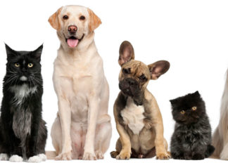 Evcil Hayvan Üretimi Yaparak Paza Kazanın Evcil hayvan satma iş fikri