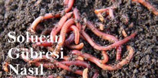 Solucan Gübresi Üreterek Para Kazanmaya Ne Dersiniz? Solucan gübresi üretimi nasıl yapılır