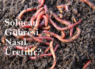 Solucan Gübresi Üreterek Para Kazanmaya Ne Dersiniz? Solucan gübresi üretimi nasıl yapılır