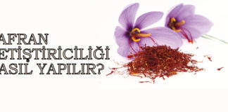 Safran Yetiştiriciliği Nasıl Yapılır? Safran yetiştirip satmak