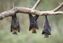 Yarasa Gübresi Üretimi Yaparak Para Kazanın! Yarasa gübresi