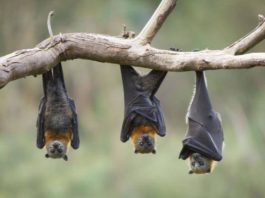 Yarasa Gübresi Üretimi Yaparak Para Kazanın! Yarasa gübresi