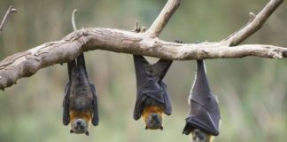 Yarasa Gübresi Üretimi Yaparak Para Kazanın! Yarasa gübresi