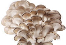 İSTİRİDYE MANTARI YETİŞTİRİCİLİĞİ NASIL YAPILIR? istiridye mantarı üretip satmak