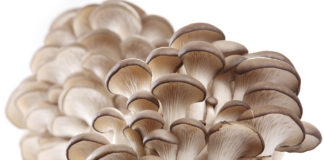 İSTİRİDYE MANTARI YETİŞTİRİCİLİĞİ NASIL YAPILIR? istiridye mantarı üretip satmak