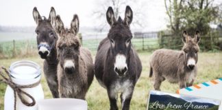 Eşek Sütü Üretimi Nasıl Yapılır? | Eşek Sütü Çiftliği Kurmak