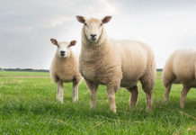 300 Koyun Hibe Şartları Nelerdir? | Küçükbaş Hayvan Desteği Küçükbaş hayvan desteği