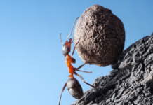 Sıkı Çalışma Başarıyı Garantiler Mi? | Başarılı Olmak İçin… Nasıl başarılı lurum