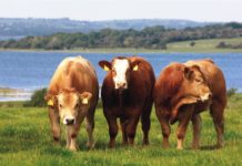 Hayvancılık Yapmak Para Kazandırır Mı? | Karlı Mıdır? Büyükbaş hayvan yetiştiriciliği karlı mıdır