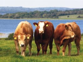 Hayvancılık Yapmak Para Kazandırır Mı? | Karlı Mıdır? Büyükbaş hayvan yetiştiriciliği karlı mıdır