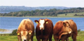 Hayvancılık Yapmak Para Kazandırır Mı? | Karlı Mıdır? Büyükbaş hayvan yetiştiriciliği karlı mıdır