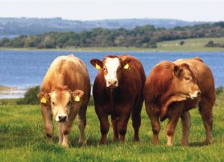 Hayvancılık Yapmak Para Kazandırır Mı? | Karlı Mıdır? Büyükbaş hayvan yetiştiriciliği karlı mıdır