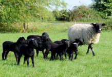 Romanov Koyun Fiyatları Ne Kadar? Kuzu, dişi ve erkek romanov koyun fiyatı