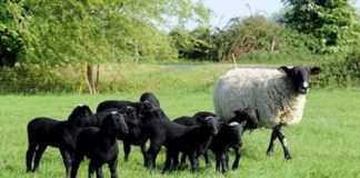 Romanov Koyun Fiyatları Ne Kadar? Kuzu, dişi ve erkek romanov koyun fiyatı