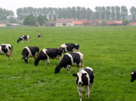 Çiftlik Arazisi Şartları Nelerdir? | Nerelere Çiftlik Kurulabilir? Çiftlik arazisi yasal prosedürü