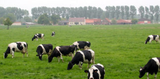 Çiftlik Arazisi Şartları Nelerdir? | Nerelere Çiftlik Kurulabilir? Çiftlik arazisi yasal prosedürü