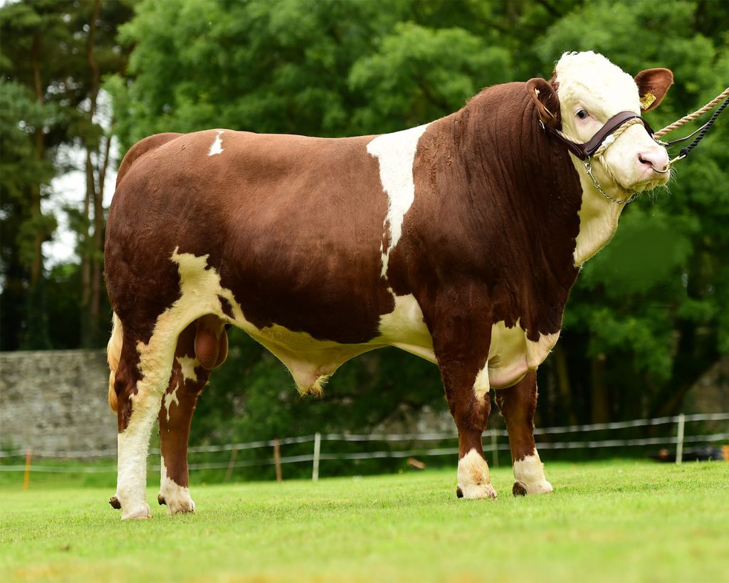 Simmental