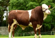En Çok Et Veren 5 Büyükbaş Hayvan Irkı Simmental
