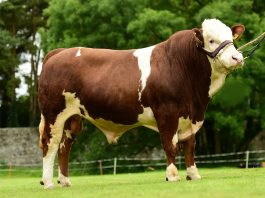 En Çok Et Veren 5 Büyükbaş Hayvan Irkı Simmental